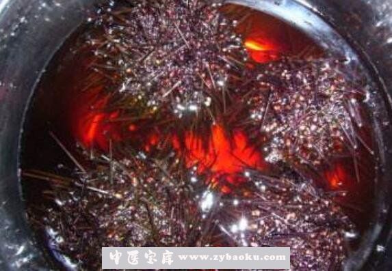 什么是紫海胆 紫海胆的功效与作用