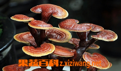 果蔬百科灵芝不能和什么同吃 灵芝食用禁忌