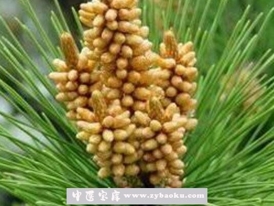 自采松花粉怎么吃 自采松花粉的吃法技巧