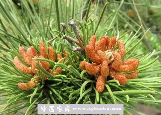 自采松花粉能吃吗 自采松花粉怎么吃