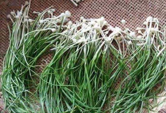 野葱和野蒜的区别