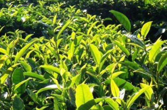 乔木茶是什么 乔木茶的冲泡方法