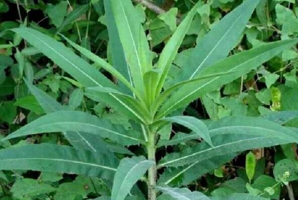 山苦菜的功效与作用 山苦菜的做法大全