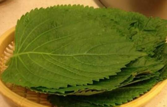 苏子叶的功效与作用及禁忌
