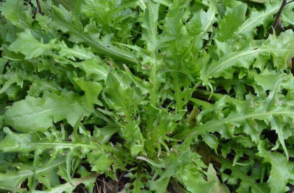 野生芥菜的功效与作用 野生芥菜的食用方法