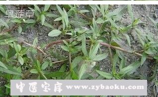 果蔬百科旱莲草
