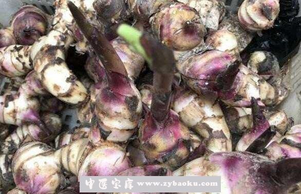 芭蕉芋的功效和作用有哪些