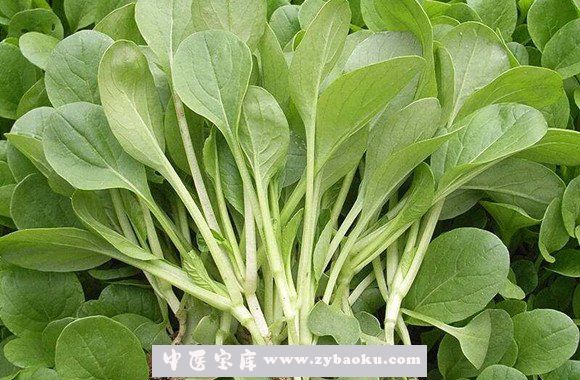 鸡毛菜