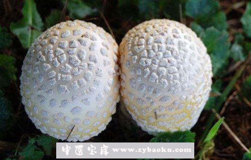 名贵菌类