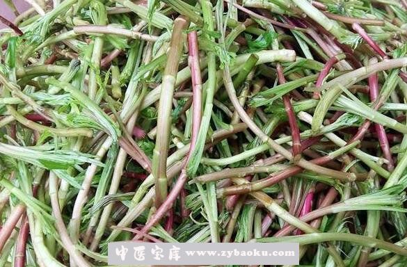 芦篙怎么吃 芦篙炒什么好吃
