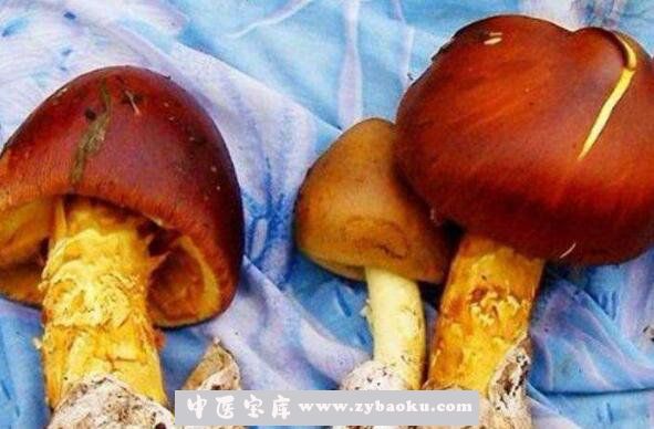新鲜牛肝菌怎么做好吃 新鲜牛肝菌的做法