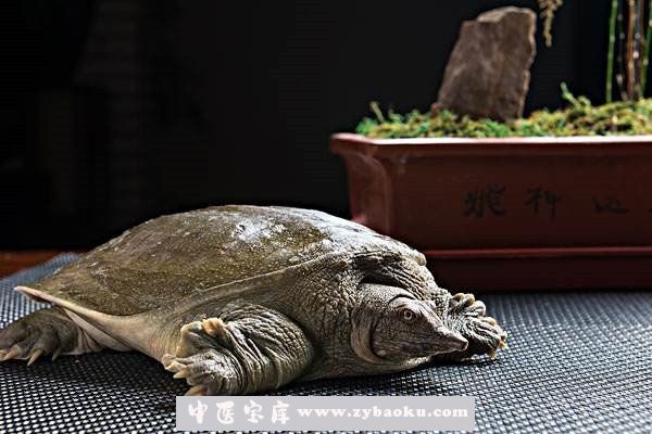 甲鱼