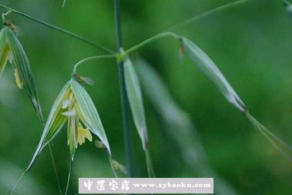 节节麦和雀麦的区别