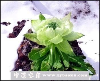 果蔬百科天山雪莲的功效与作用