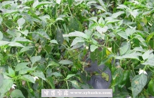 辣椒叶怎么腌制好吃 辣椒叶咸菜的做法大全
