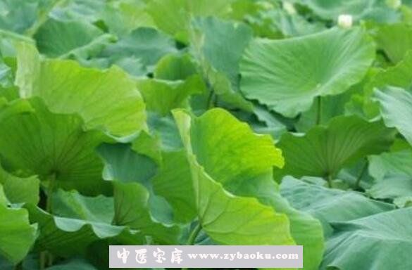 荷叶的功效与作用及药用价值