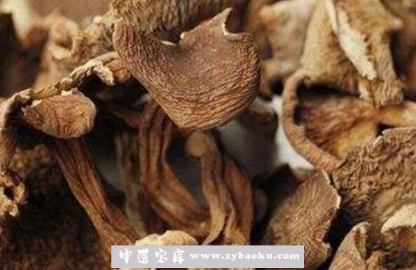 野生枞菌怎么做好吃 枞菌的做法窍门