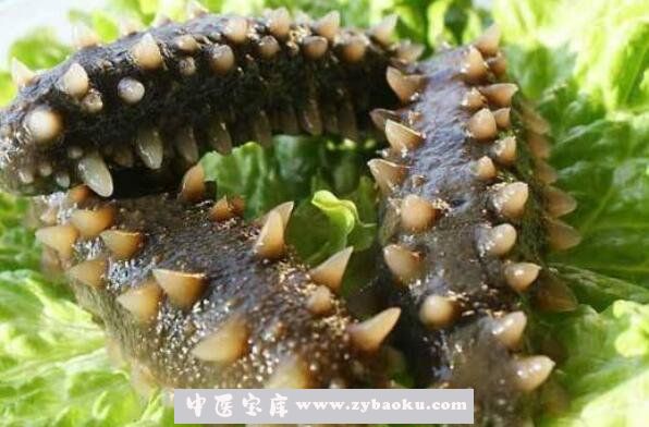 海参怎么吃 海参的食用方法