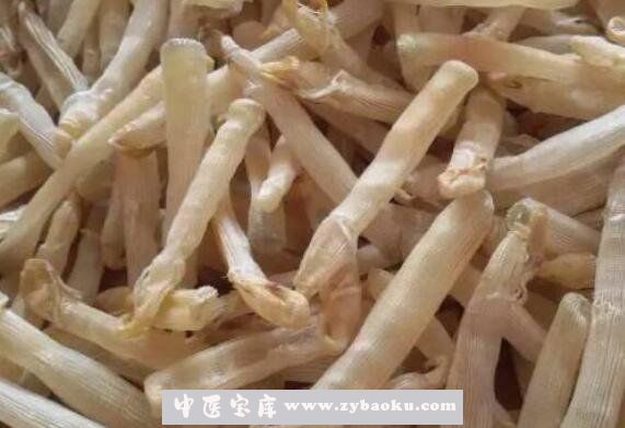 沙虫干的功效与作用