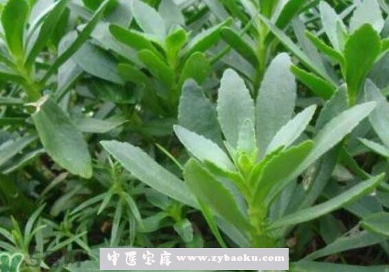 救心菜怎么吃 救心菜怎么做好吃