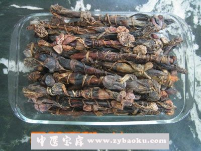 果蔬百科海狗肾的药用价值