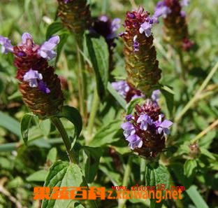 果蔬百科夏枯草