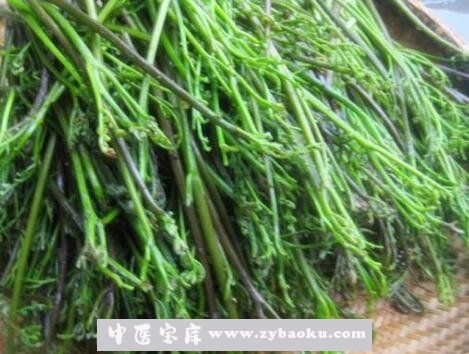 山蕨菜的功效与作用