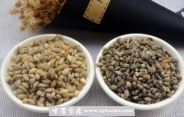 蓝青稞米的功效与作用