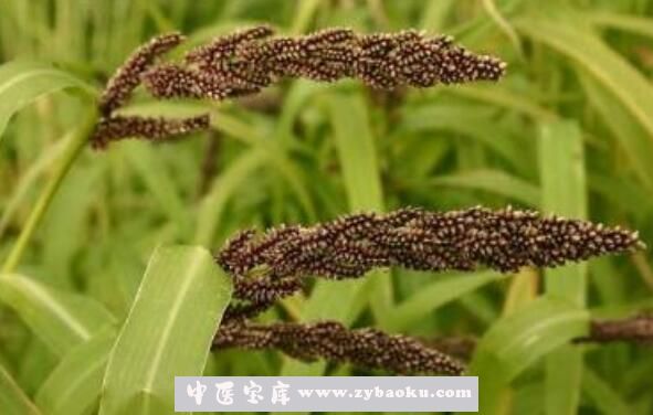 稗子米的营养价值 吃稗子米的好处