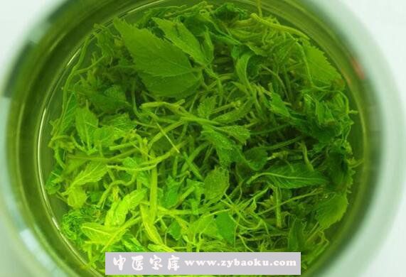 绞股蓝茶的功效与作用及冲泡方法
