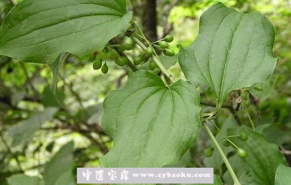 果蔬百科牛尾菜的营养价值与功效